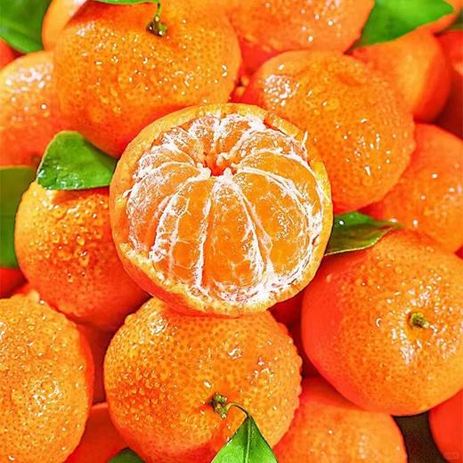 砂糖桔 商品图1