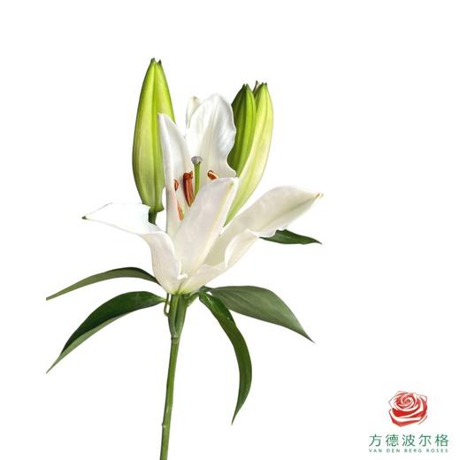 百合-白水晶 商品图0