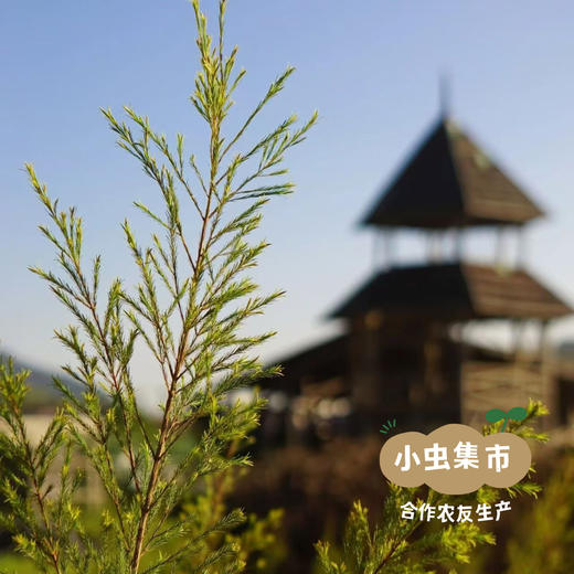 茶树薄荷纯露漱口水 300ml | 合作农友生产，来自广东中山五桂山，生产者：郝冠辉 ＆【公平贸易农人定价】 商品图11