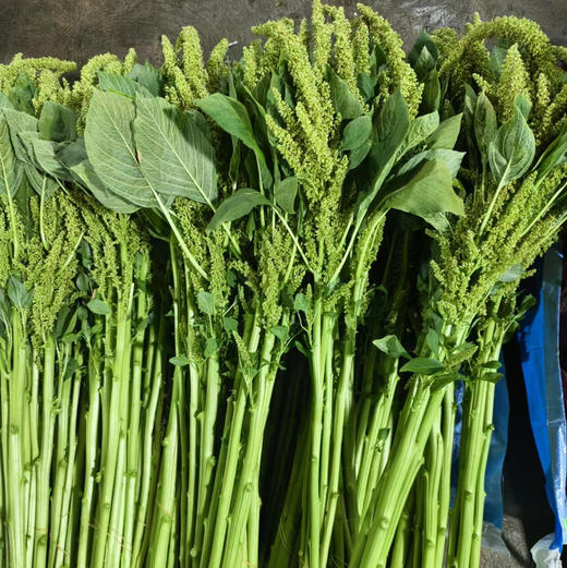 绿小米 商品图0