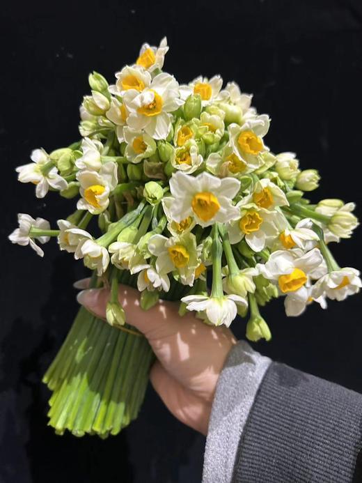 同城甄选精品花材单头洋水仙一扎 商品图0