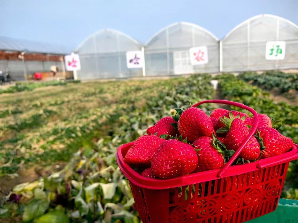 【深坑酒店】双12「暖冬亲子」悠享套餐 豪华房石榴石主题住1晚+次日两大一小（六岁以下）源咖啡自助早餐+哈哈农场2大1小时令水果蔬菜采摘