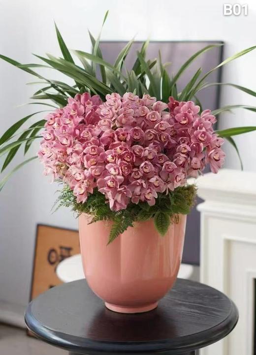 惠兰盆栽 商品图0