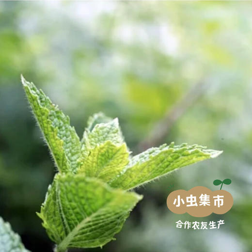 茶树薄荷纯露漱口水 300ml | 合作农友生产，来自广东中山五桂山，生产者：郝冠辉 ＆【公平贸易农人定价】 商品图10