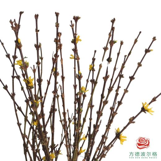 寸寸金 商品图0