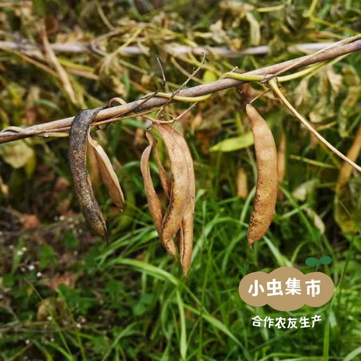 高原生态紫芸豆 500g/袋 | 合作农友生产，产自云南香格里拉，生产者：李忠青 ＆【公平贸易农人定价】 商品图4