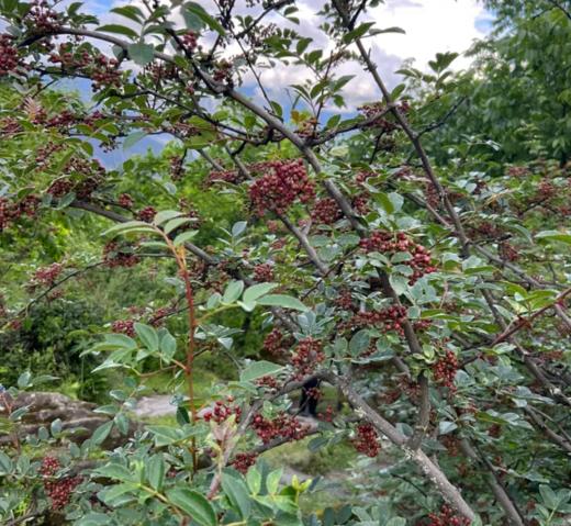 高原花椒/怒江野生放养/自然晒干/200g 商品图1