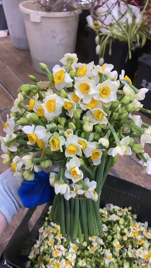 同城甄选精品花材单头洋水仙一扎 商品图1