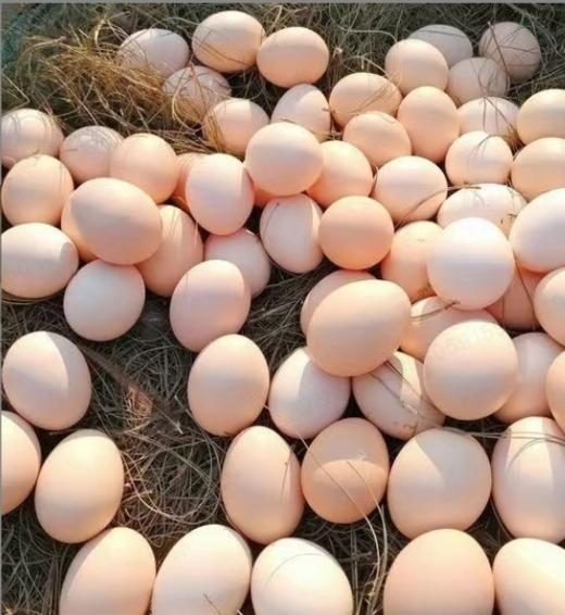 【武汉.新洲】家美鲜鸡蛋30枚 商品图3