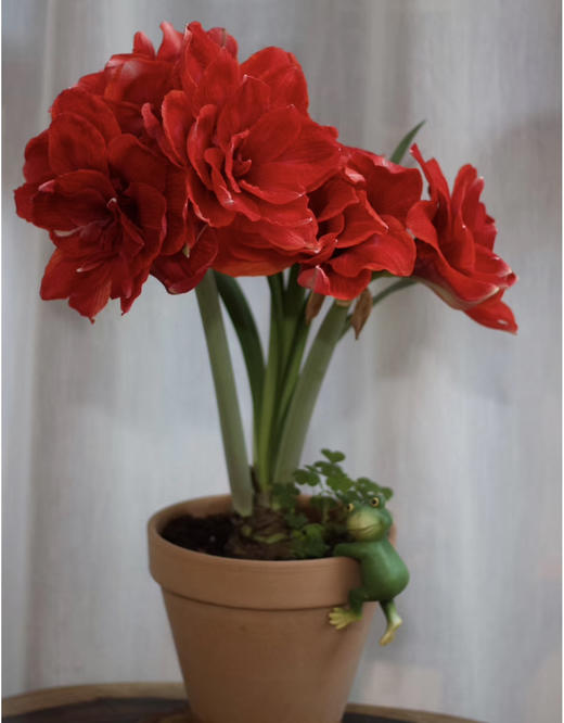 【绿植现货】进口重瓣朱顶红—-樱桃妮芙65（简易塑料盆 现货，下单即可到店自提） 商品图0