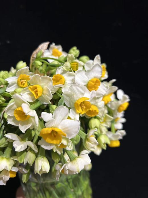 同城甄选精品花材单头洋水仙一扎 商品图3