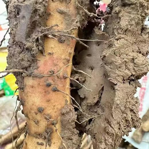 怀垆土铁棍山药 特级10斤箱装 霜降后采摘 原产地域性保护产品认证 营养价值高（河南焦作德邦发货） 商品图3