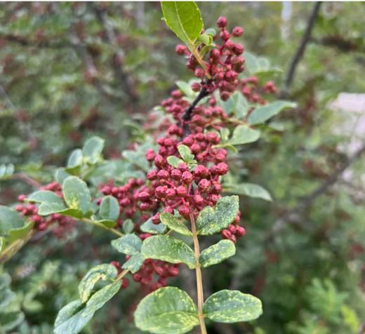 高原花椒/怒江野生放养/自然晒干/200g 商品图0