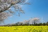3月24日韩国【济州岛免签】韩风来袭、花花世界海岸线5天（广州直飞） 商品缩略图6