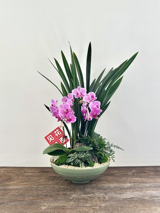 蝴蝶兰/MXY绿468 商品图0