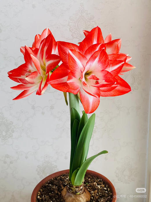 【绿植现货】进口重瓣朱顶红—-花孔雀65（简易塑料盆 现货，下单即可到店自提） 商品图1