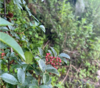 高原花椒/怒江野生放养/自然晒干/200g 商品缩略图2