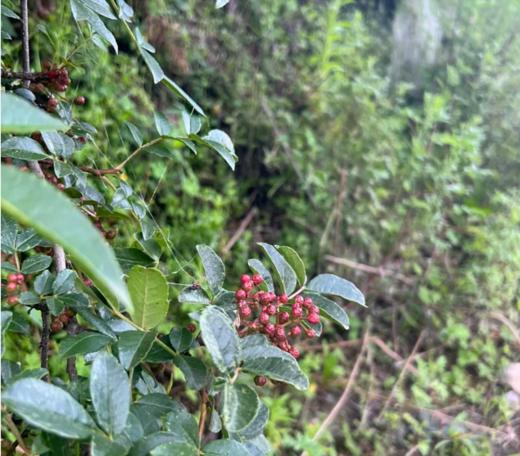 高原花椒/怒江野生放养/自然晒干/200g 商品图2