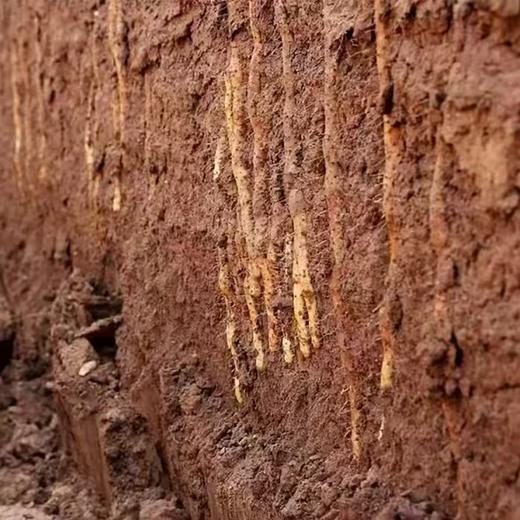 怀垆土铁棍山药 特级10斤箱装 霜降后采摘 原产地域性保护产品认证 营养价值高（河南焦作德邦发货） 商品图2