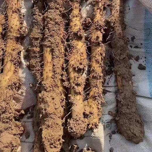 怀垆土铁棍山药 特级10斤箱装 霜降后采摘 原产地域性保护产品认证 营养价值高（河南焦作德邦发货） 商品图1