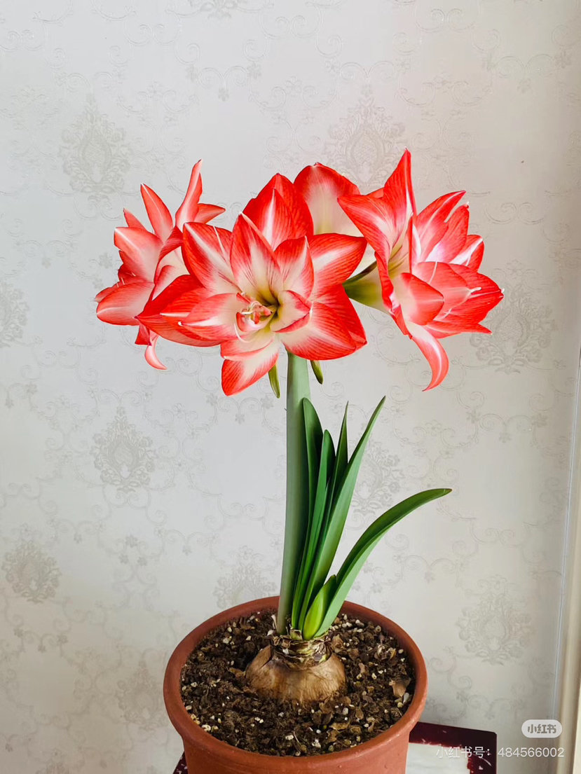 【绿植现货】进口重瓣朱顶红—-花孔雀65（简易塑料盆 现货，下单即可到店自提）