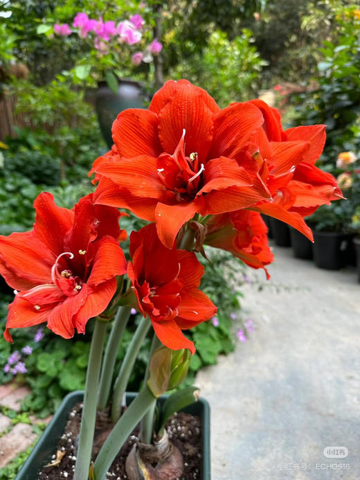 【绿植现货】重瓣朱顶红—-赛利卡65（简易塑料盆 现货，下单即可到店自提） 商品图0