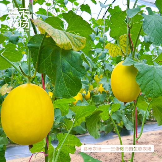 喜禾农场金妃蜜瓜4.5-5斤装（3个） 商品图2