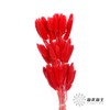 干花 | 兔尾草红 商品缩略图0