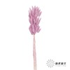 干花 | 兔尾草粉紫 商品缩略图2