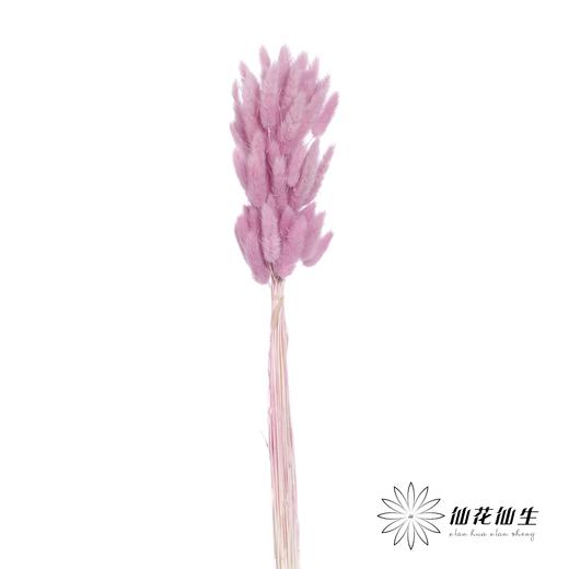干花 | 兔尾草粉紫 商品图2