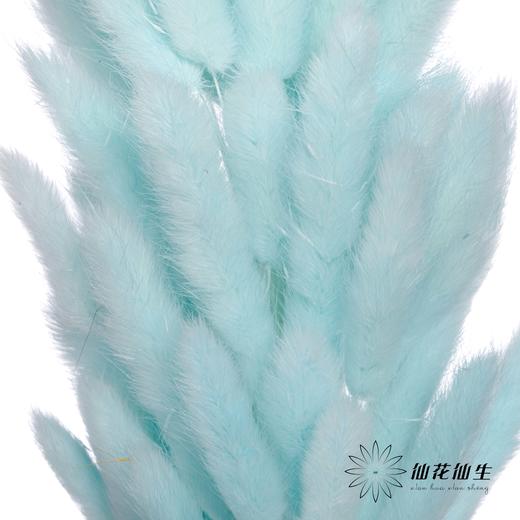 干花 | 兔尾草蒂芙尼蓝 商品图3