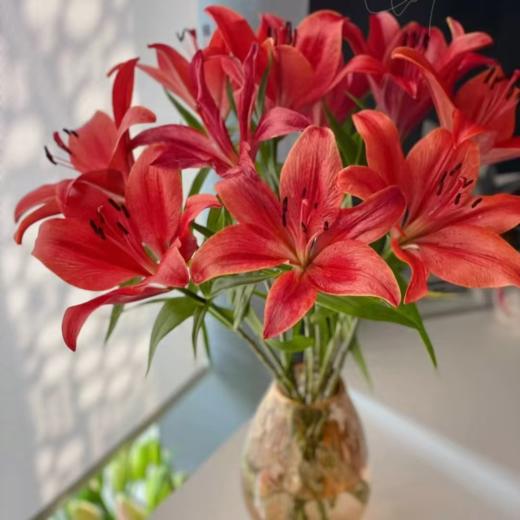 红宝石亚百 5枝(15朵+)｜新客福利 商品图0