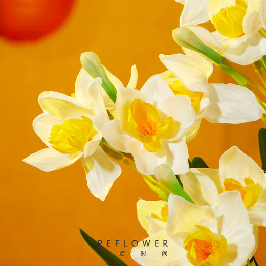 2025年宵花·五台山联名水仙 特大种球3颗，能开百朵花｜新客福利 商品图5