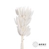干花 | 兔尾草白 商品缩略图0