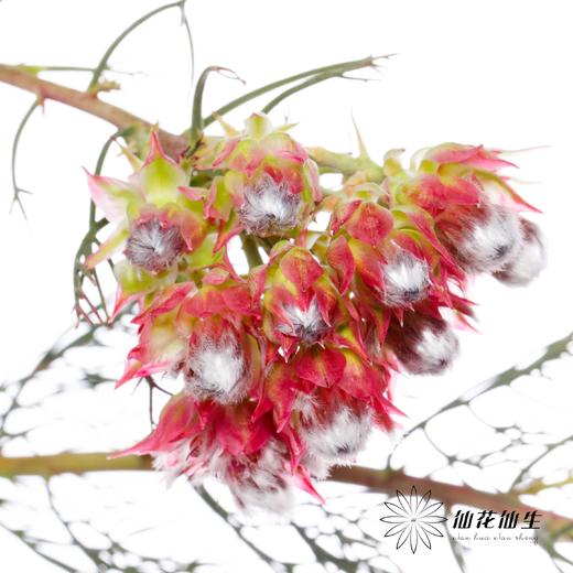 配花 | 新娘花红 商品图6