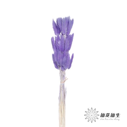 干花 | 兔尾草紫色 商品图2
