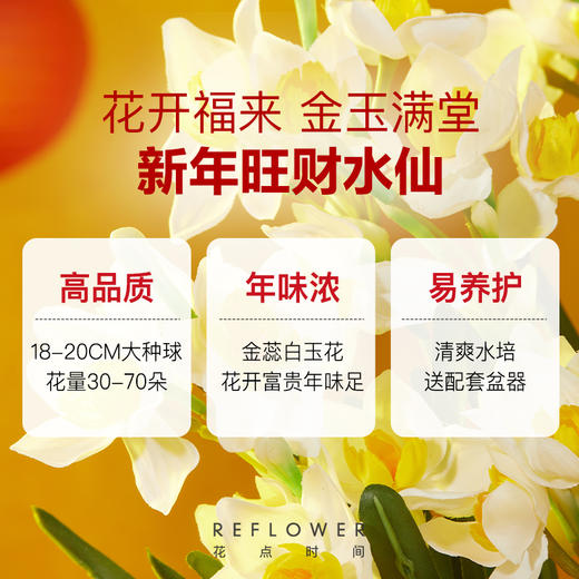 2025年宵花·五台山联名水仙 特大种球3颗，能开百朵花｜新客福利 商品图2
