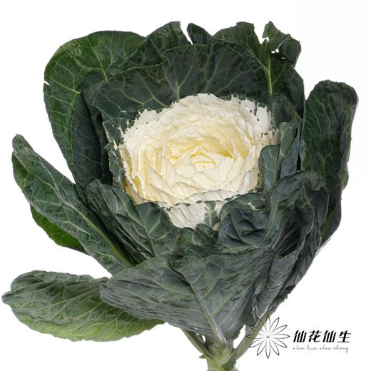 配花 | 圆叶叶牡丹白心 商品图3