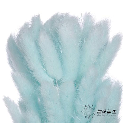 干花 | 兔尾草蒂芙尼蓝 商品图1