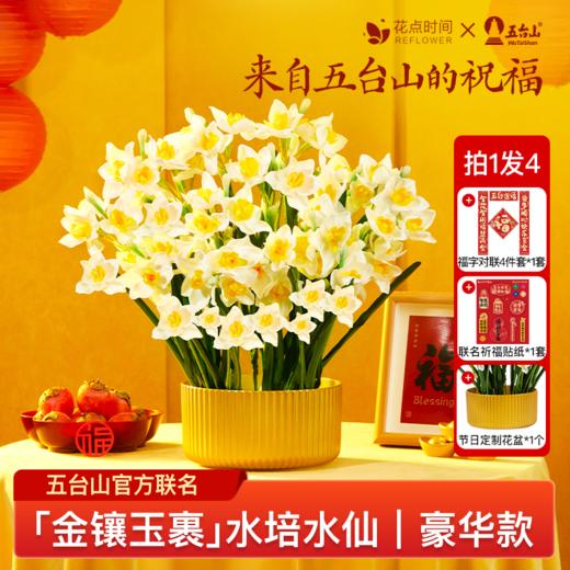 猫爪蝴蝶兰+芙蓉水仙｜新客福利 商品图2
