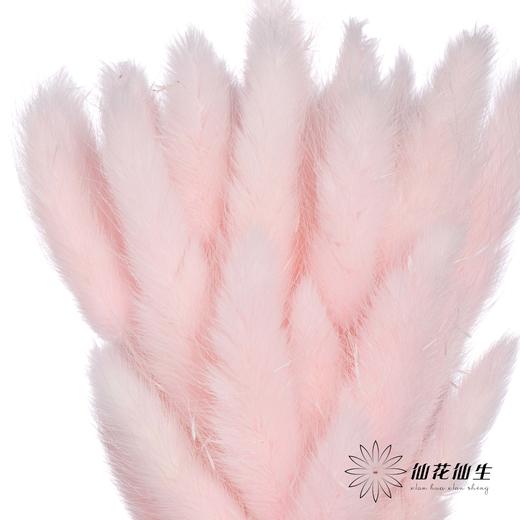干花 | 兔尾草浅粉 商品图1