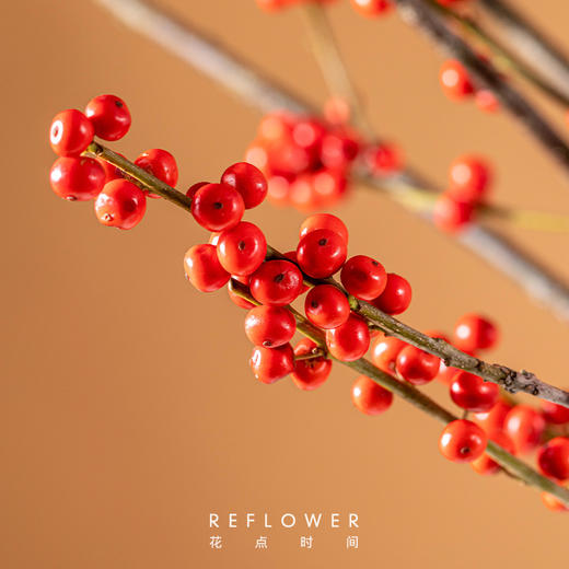 2025年宵花·奥斯特冬青3枝 40cm以上｜新客福利 商品图3