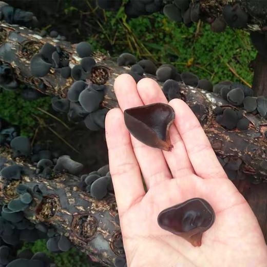 特级小木耳500克 商品图4