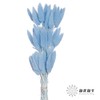 干花 | 兔尾草蓝色 商品缩略图0