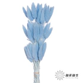 干花 | 兔尾草蓝色