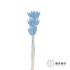 干花 | 兔尾草蓝色 商品缩略图2