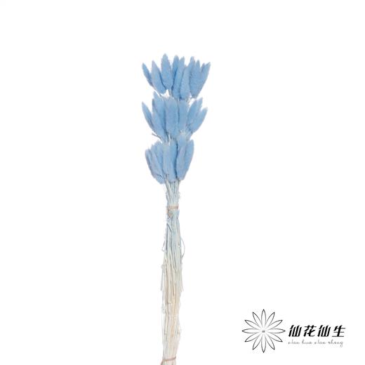 干花 | 兔尾草蓝色 商品图2