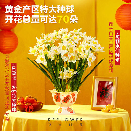 2025年宵花·五台山联名水仙 特大种球3颗，能开百朵花｜新客福利 商品图3