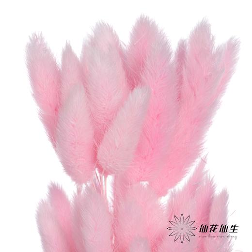 干花 | 兔尾草深粉 商品图1
