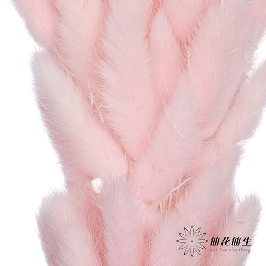 干花 | 兔尾草浅粉 商品图3